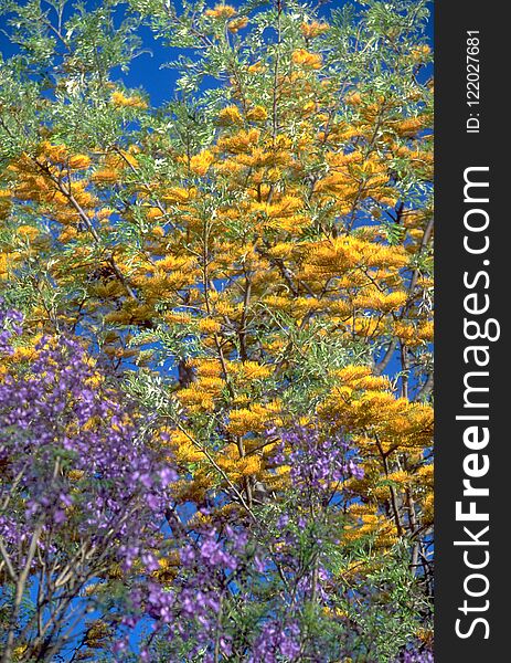 South Africa vegetation with a violett Jacaranda Tree and golden leaves