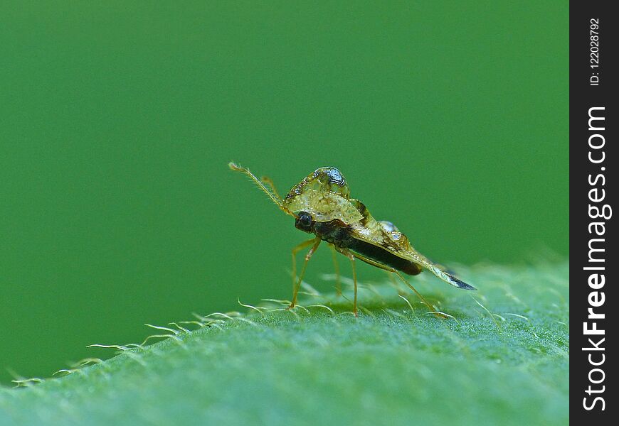 Close up of a Hazelnut Lace Bug on a leaf with a green bokeh background. Close up of a Hazelnut Lace Bug on a leaf with a green bokeh background.