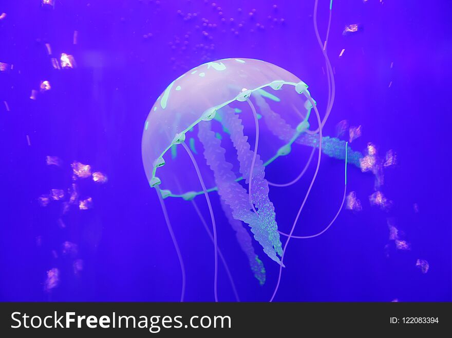 Jellyfish