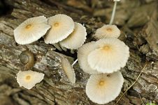 Free Mushroom, Edible Mushroom, Fungus, Oyster Mushroom Royalty Free Stock Images - 122107929