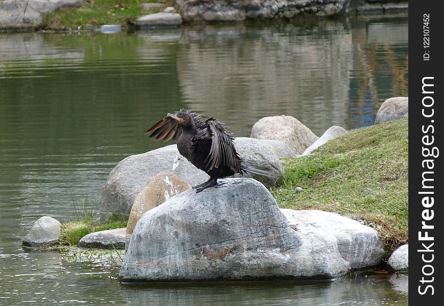 Fauna, Water, Bird, Wildlife