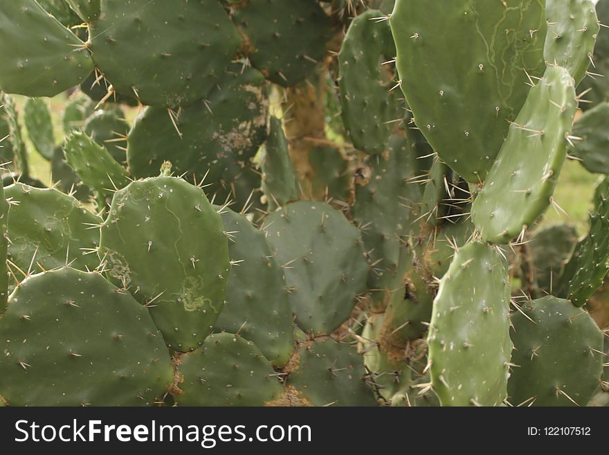 Plant, Vegetation, Cactus, Barbary Fig