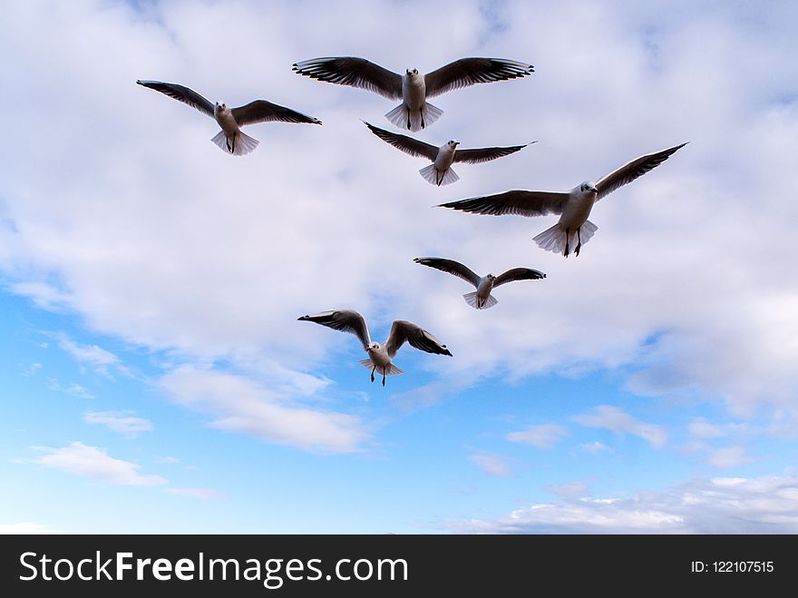 Sky, Bird, Flock, Bird Migration