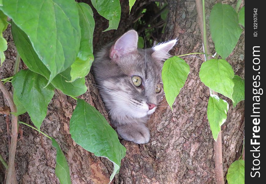 Cat, Fauna, Small To Medium Sized Cats, Whiskers