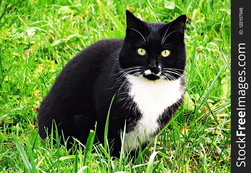 Cat, Whiskers, Grass, Fauna