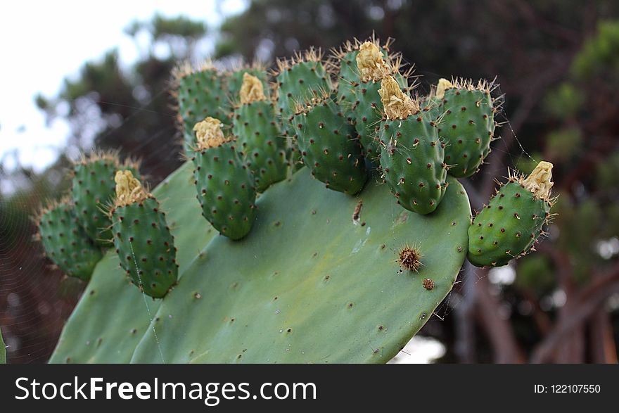 Cactus, Barbary Fig, Eastern Prickly Pear, Vegetation