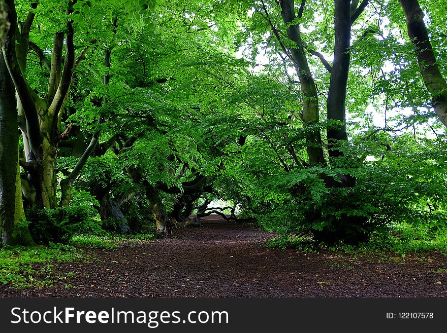 Vegetation, Tree, Woodland, Nature