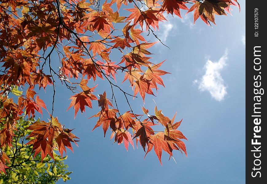 Maple Leaf, Leaf, Sky, Tree