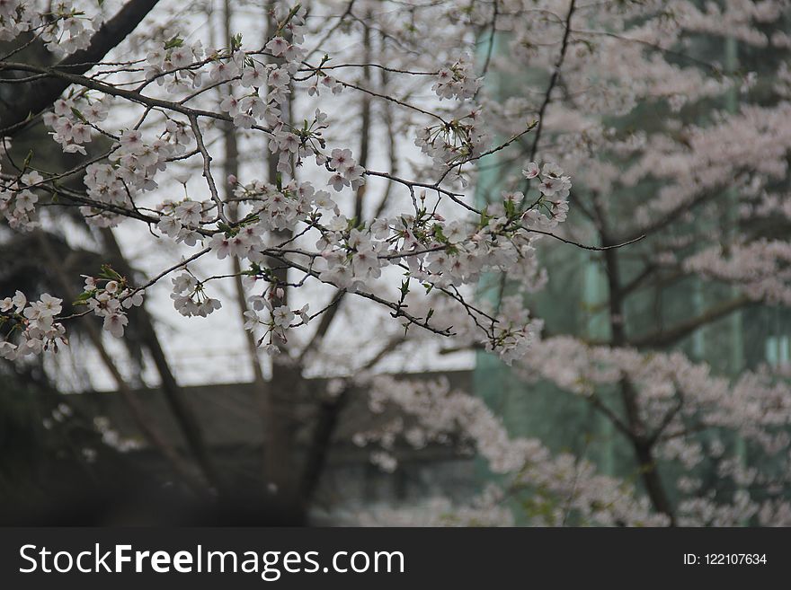 Plant, Blossom, Flower, Branch