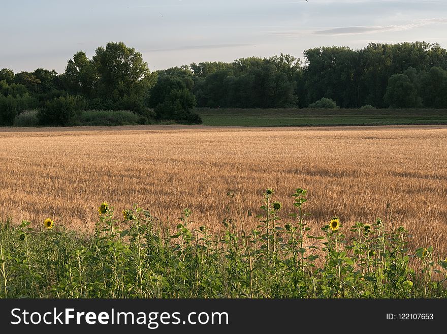 Field, Crop, Grassland, Agriculture