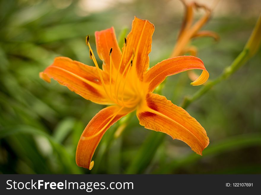 Flower, Flora, Lily, Orange