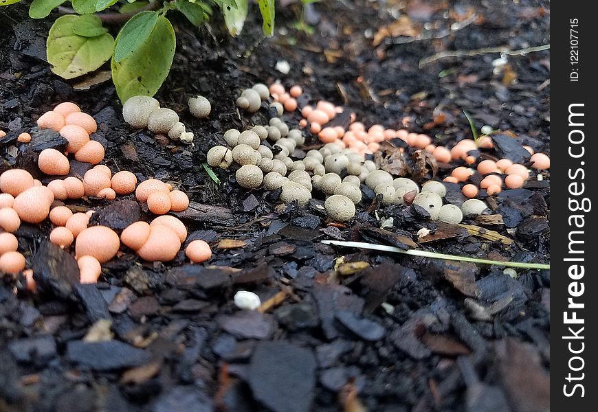 Fungus, Soil, Rock, Mushroom