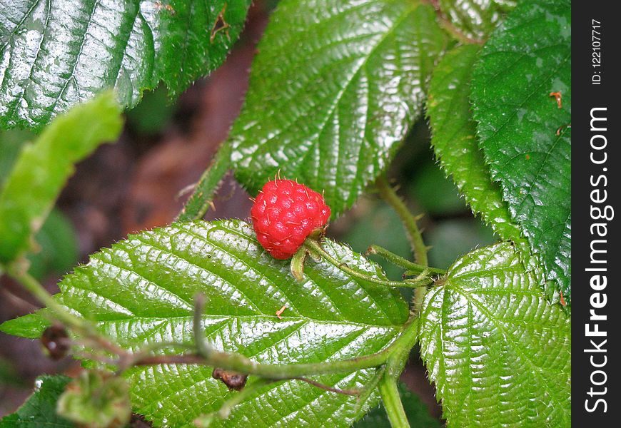 Berry, Raspberries Blackberries And Dewberries, West Indian Raspberry, Mulberry