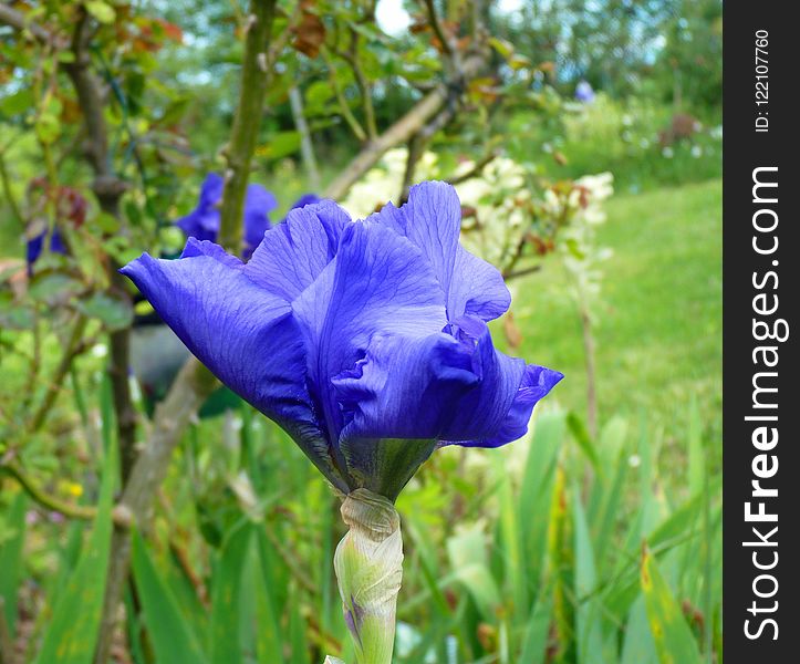 Flower, Plant, Flora, Purple