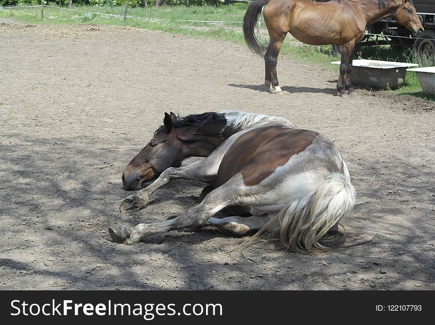 Horse, Horse Like Mammal, Fauna, Mare