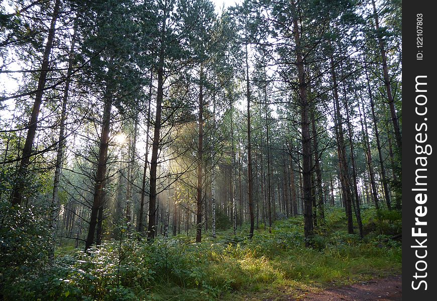 Spruce Fir Forest, Ecosystem, Temperate Broadleaf And Mixed Forest, Forest