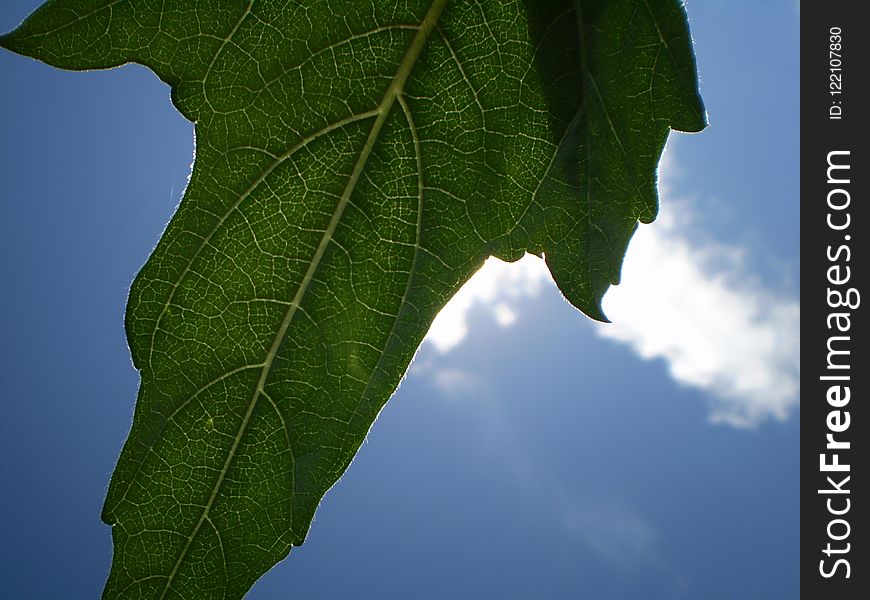 Leaf, Plant, Sky, Macro Photography