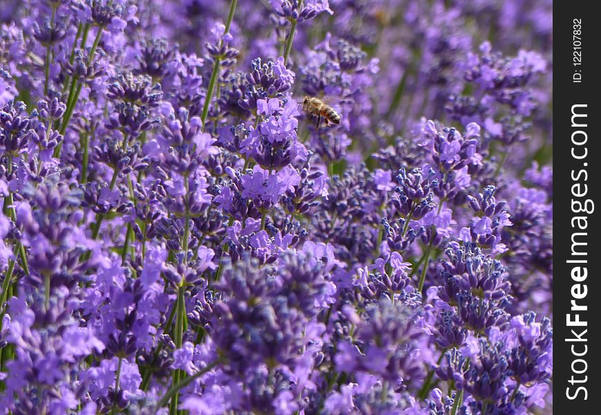 Plant, Lavender, Flower, English Lavender