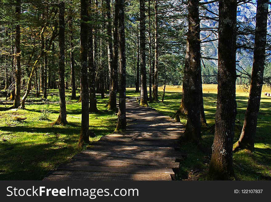 Nature, Ecosystem, Path, Tree