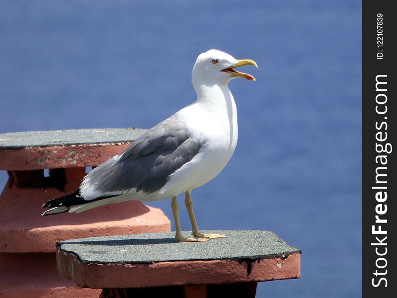 Bird, Gull, Seabird, European Herring Gull