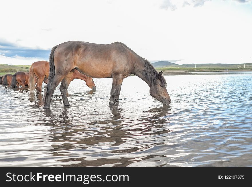 Horse Like Mammal, Horse, Wildlife, Mustang Horse