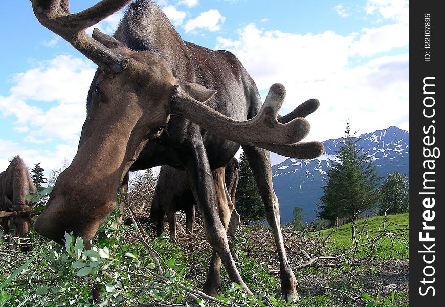 Fauna, Wildlife, Tree, Moose