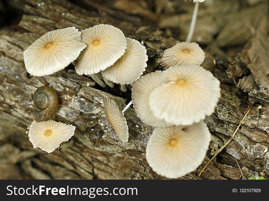 Mushroom, Edible Mushroom, Fungus, Oyster Mushroom