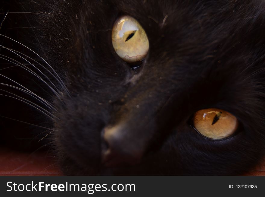 Cat, Black Cat, Whiskers, Black