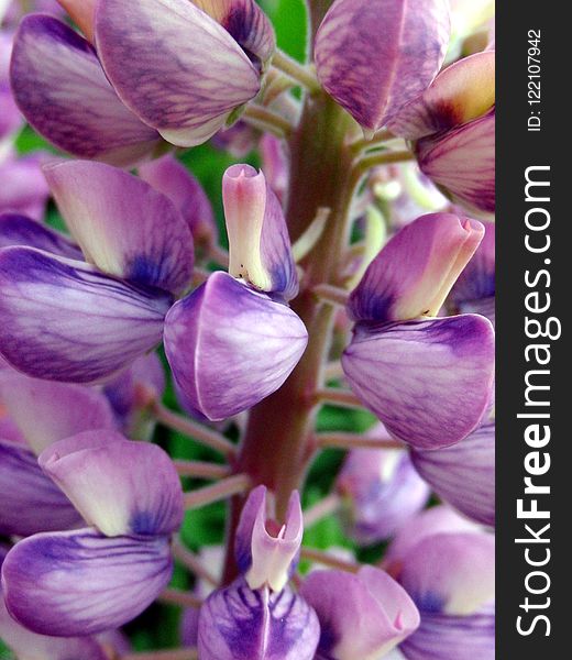 Purple, Flower, Plant, Violet