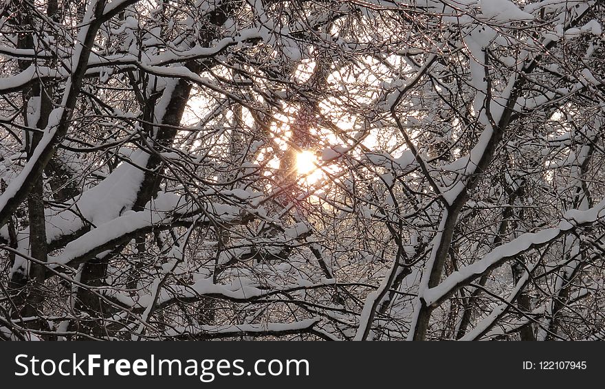 Branch, Winter, Tree, Sky