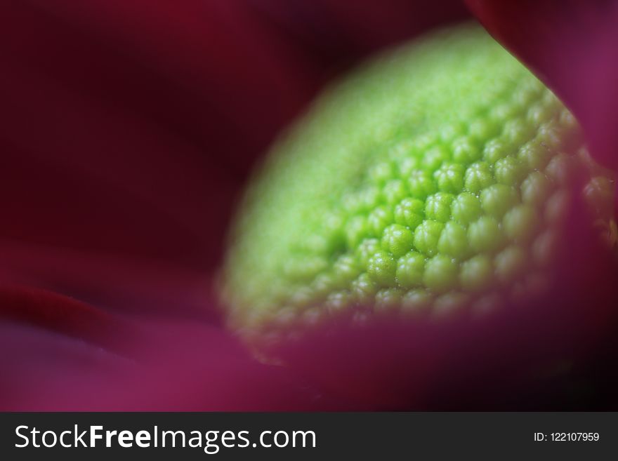 Green, Macro Photography, Close Up, Petal