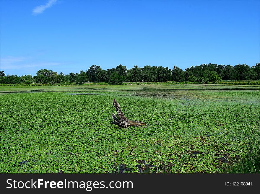 Grassland, Pasture, Field, Sky