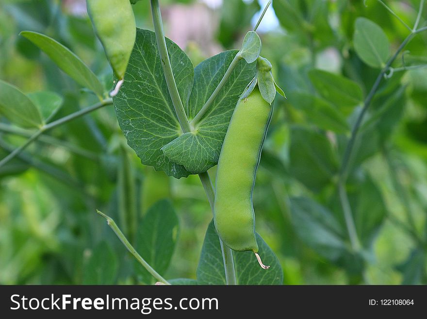 Leaf, Plant, Vegetation, Flora