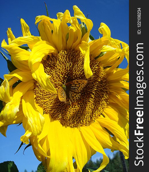 Sunflower, Flower, Yellow, Sunflower Seed