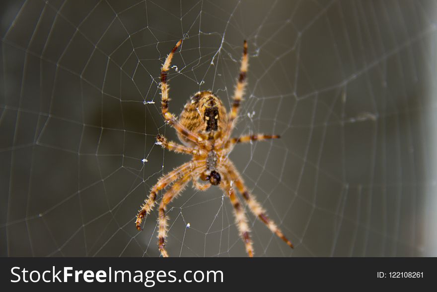 Spider, Arachnid, Orb Weaver Spider, Invertebrate