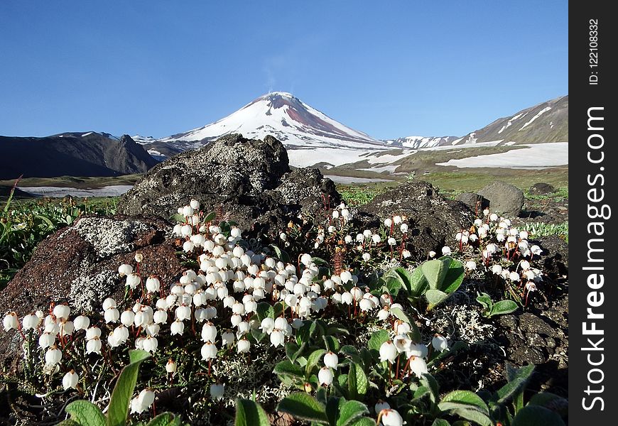 Mountainous Landforms, Mountain, Flower, Plant