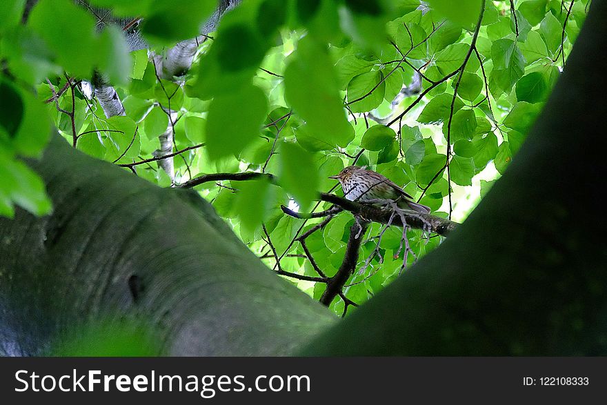 Leaf, Green, Vegetation, Branch