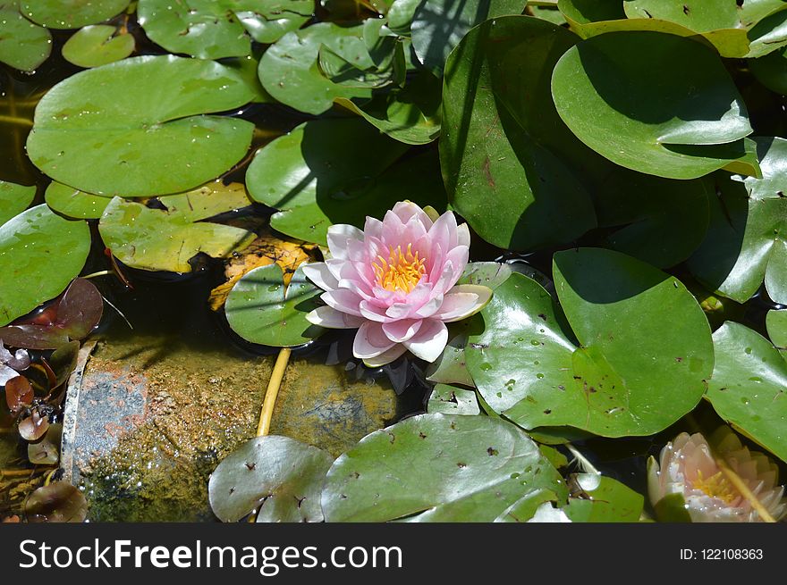 Flower, Plant, Flora, Aquatic Plant