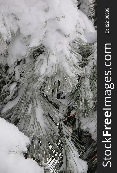 Freezing, Winter, Frost, Tree
