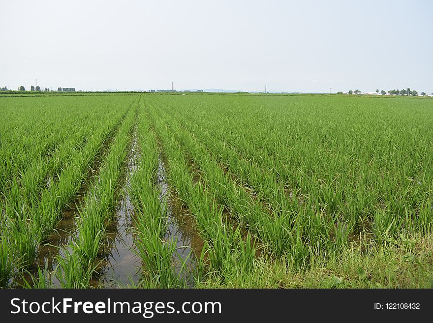 Agriculture, Crop, Paddy Field, Field