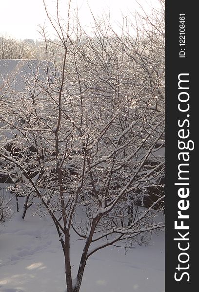 Snow, Branch, Winter, Tree
