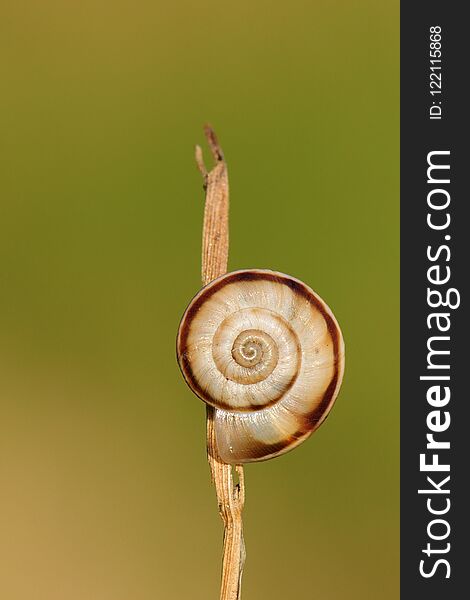 Small slug on dry grass with blurred background close-up