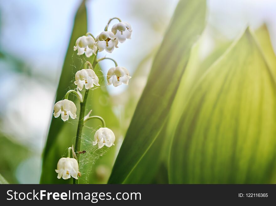 Blooming lily of the valley flowers lighted by the sun light