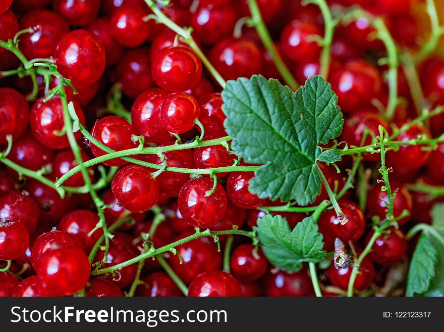 Ripe Juicy Red Currant Berries. Horizontal Photo. Flat Lay. Food Concept.