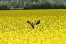 Young Deer In Yellow Canola Field Royalty Free Stock Images