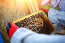 The Beekeeper Takes The Frame With Honeycomb From The Hive Royalty Free Stock Photo The Beekeeper Takes The Frame With Honeycomb From The Hive Royalty Free Stock Photo