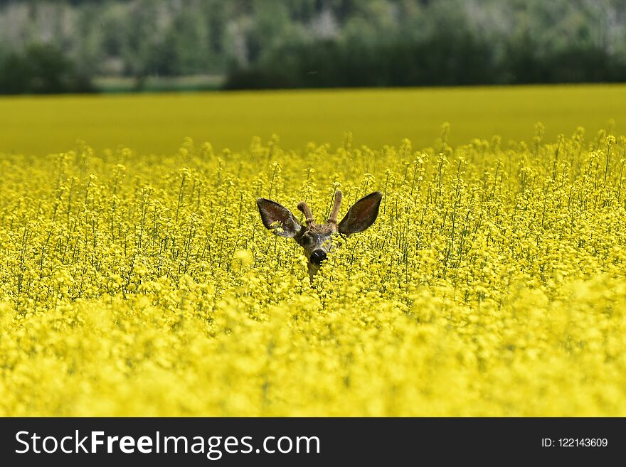 Young Deer in Yellow Canola Field
