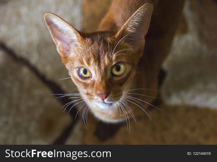 Portrait of beautiful young abyssinian cat. Close up of red cat.