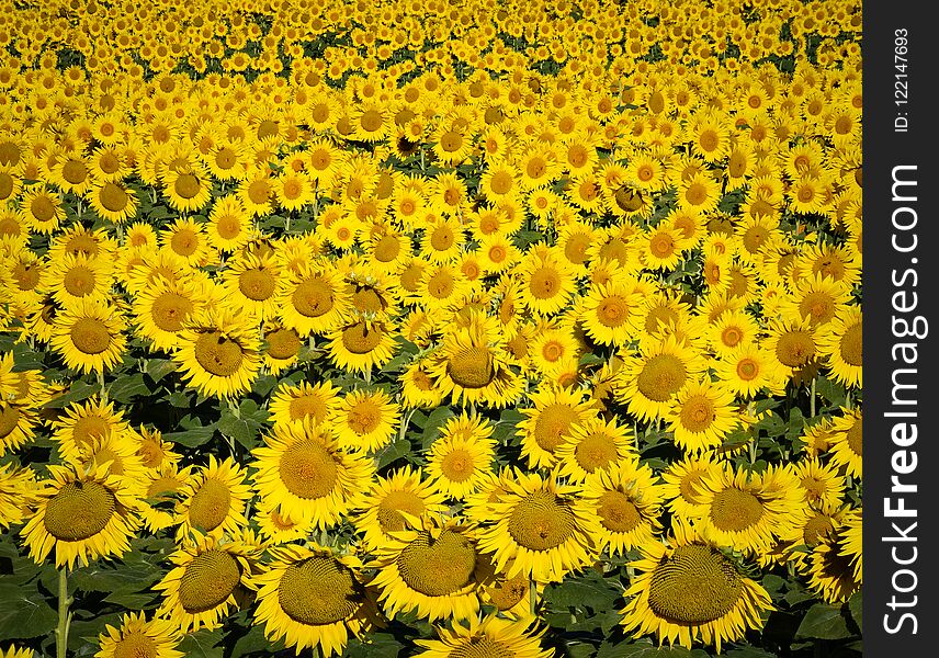 Full Field Of Sunflowers At Their Peak At Dawn