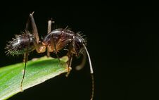 Macro Photo Of Ant On Green Leaf Isolated On Black Background Wi Royalty Free Stock Photos